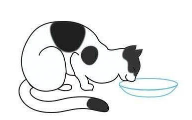 猫认识主人吗？高冷不代表没感情