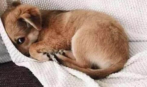 狗狗麻醉风险
