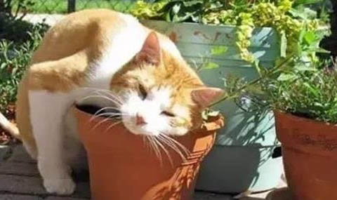 猫咪前脚跛怎么办