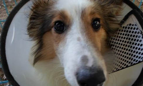 犬猫的急性乳房炎该如何处理