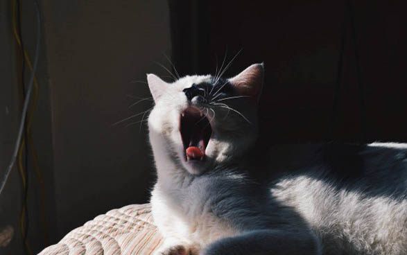 猫咪胡子卷了是缺钙吗