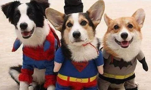 犬瘟后期临死前症状