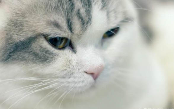三个月小猫多重正常