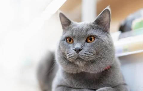 蓝猫的寿命一般有多少年?