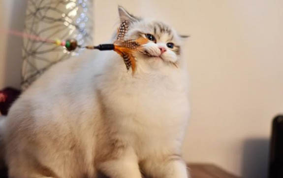 猫咪吃冻干的坏处有哪些