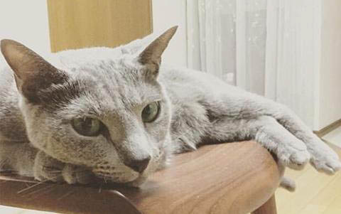小猫出生第几天