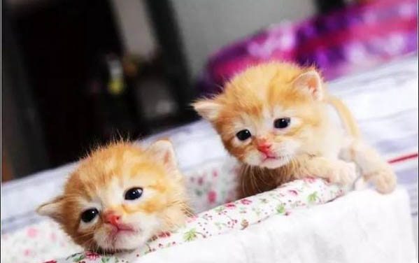 2个月小猫身上有跳蚤怎么办