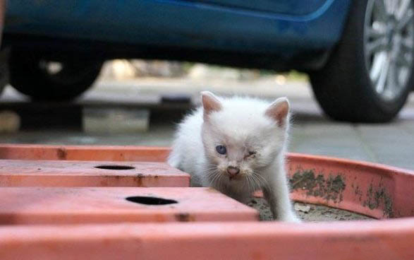 猫咪舌头紫色,可能是以下原因导致的: