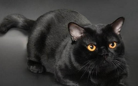 猫咪感染马拉色菌多久能好?