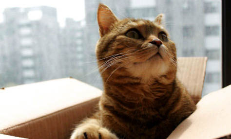 猫咪哮喘症状图片