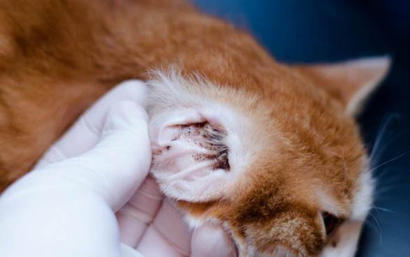 猫咪晚上叫是什么原因