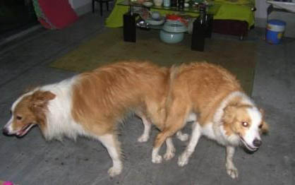狗狗肾衰竭初期症状