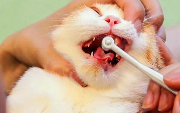 猫咪做绝育手术的作用