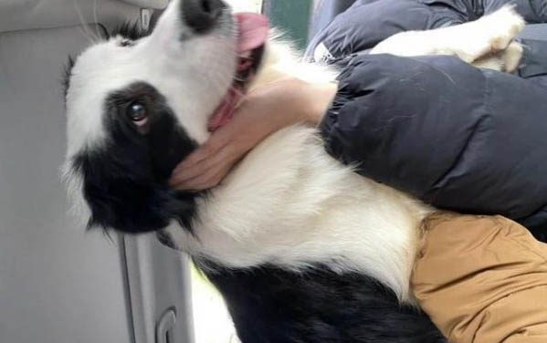 狗狗拉稀的现象和原因及处理方法