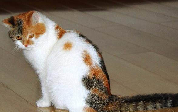 猫咪不吃东西还吐是怎么回事?