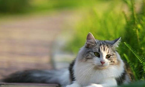小猫出生多久可以断奶送人