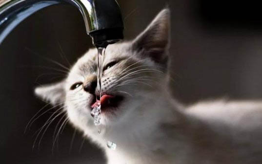 猫粮怎么储存放的久
