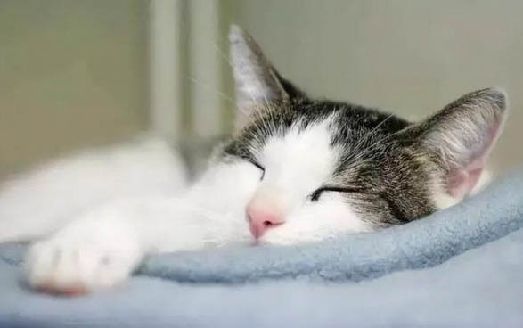 猫咪突然拉稀水一样怎么办