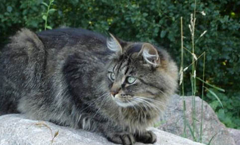猫咪胰腺炎中期了还能治好吗