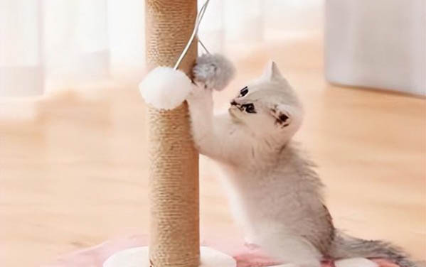 猫咪生病不吃东西怎么办呀？
