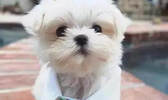 狗狗剃毛怎么剃才好看