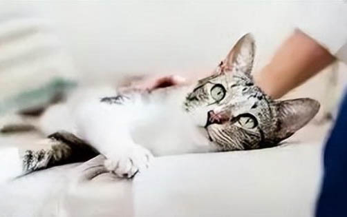 猫咪两天没拉屎正常吗
