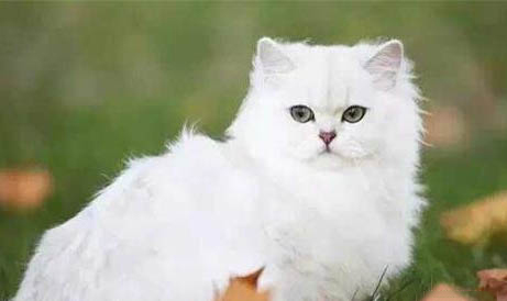 猫咪多久需要洗一次澡