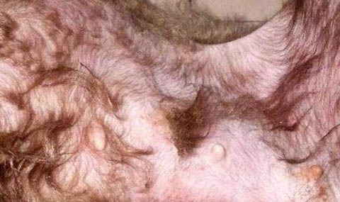 狗可以吃柚子肉吗