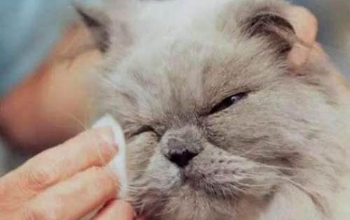 请问猫咪呕吐的原因及处理方法?