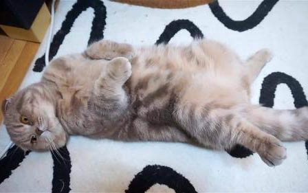 猫突然频繁喝水是为什么