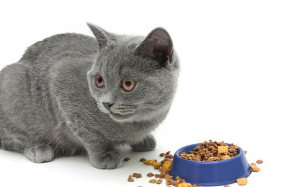 小猫突然尿床是什么原因啊?