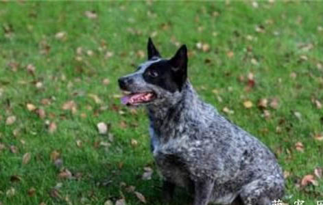 澳大利亚牧牛犬便秘家常方法