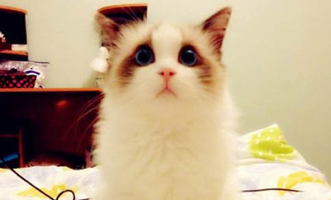 猫咪猫癣反复发作怎么办