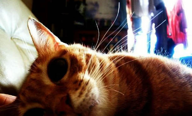 猫咪尿不出来了是什么原因