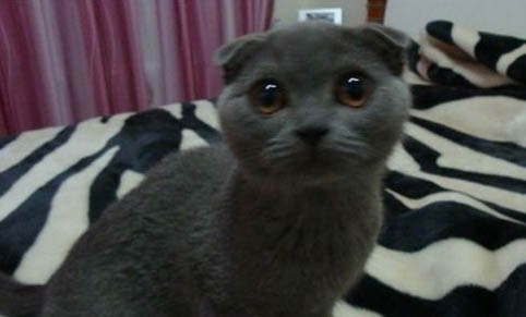 猫咪怀孕几个月