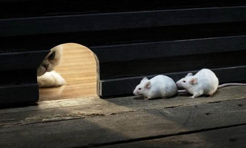 猫咪在家随便尿是为啥