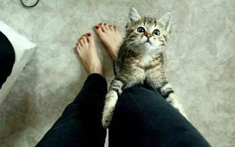 小猫突然抽搐一会又好了