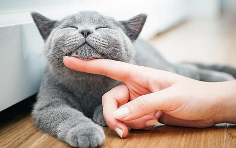 母猫多大能做绝育手术