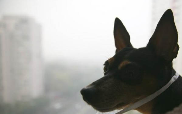 狗狗几个月可以训练大小便