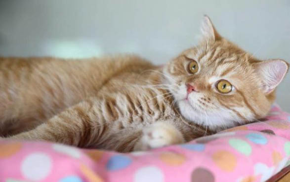 两个月的小猫能洗澡吗? ? ? ?
