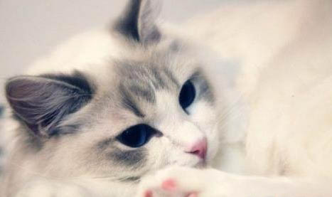 布偶猫咪为什么会掉毛严重的原因