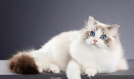 布偶猫可以玩什么玩具