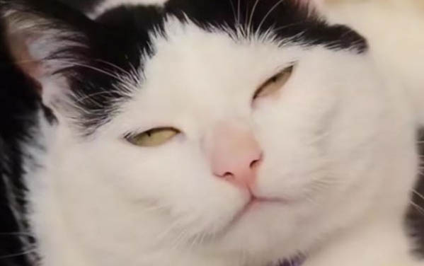 猫咪肝脏受损了能活多久