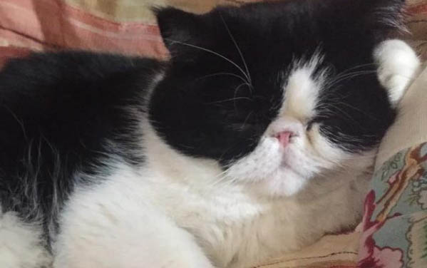 小猫中毒症状是怎么样的