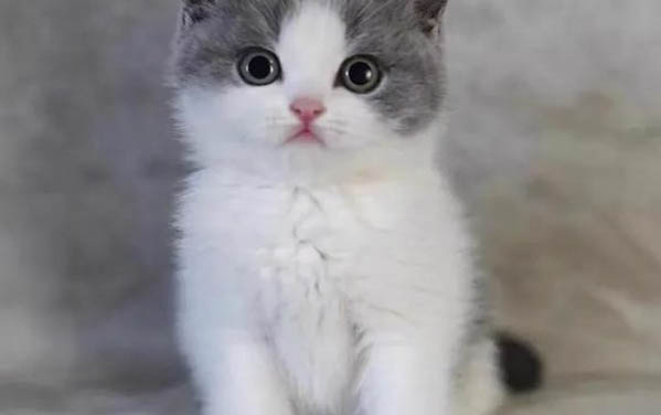 猫咪咬指甲是怎么回事