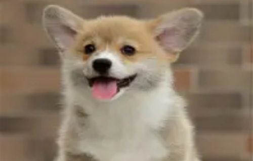 狗狗拉稀吃土霉素可以吗