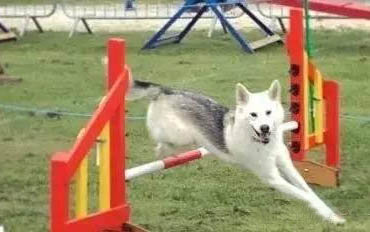 边牧德牧哪个更聪明