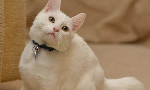 猫为什么喜欢舔尾巴和屁股