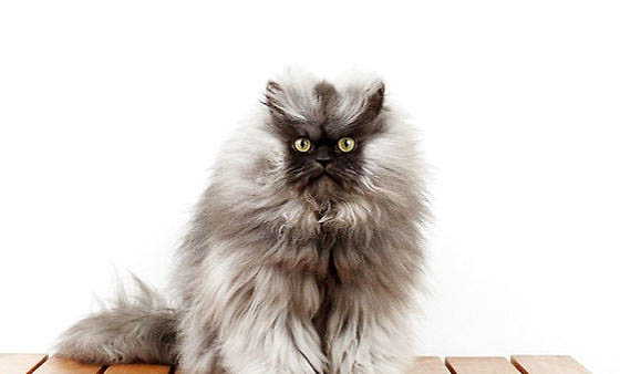 怎么清除猫尿味