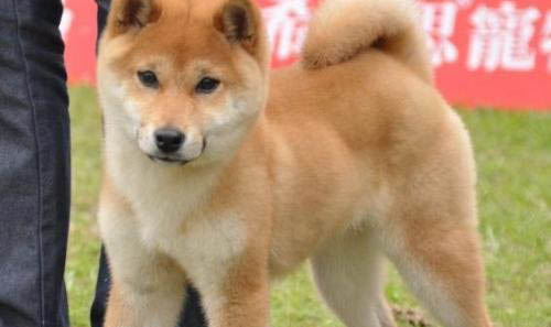 日本柴犬突然不爱吃东西的原因是什么